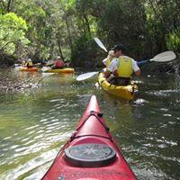 kayaking along cabbage tree basin in Sydney on a kayak tour